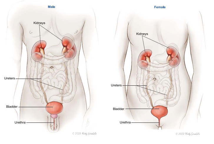 Urostomy guide 2025 - confident living with SIIL Ostomy